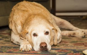 La artritis en el labrador retriever