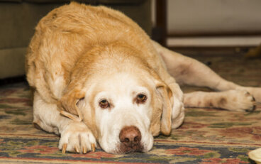 La artritis en el labrador retriever