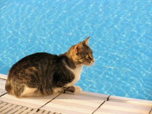 ¿Cómo se mantienen los gatos frescos en el calor?