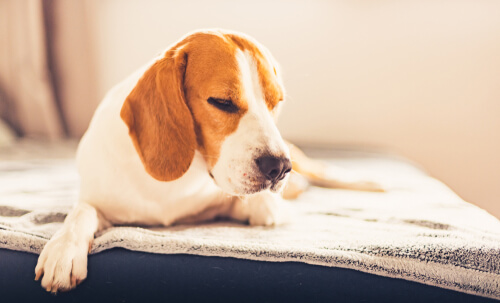 Beagle aletargado en la cama