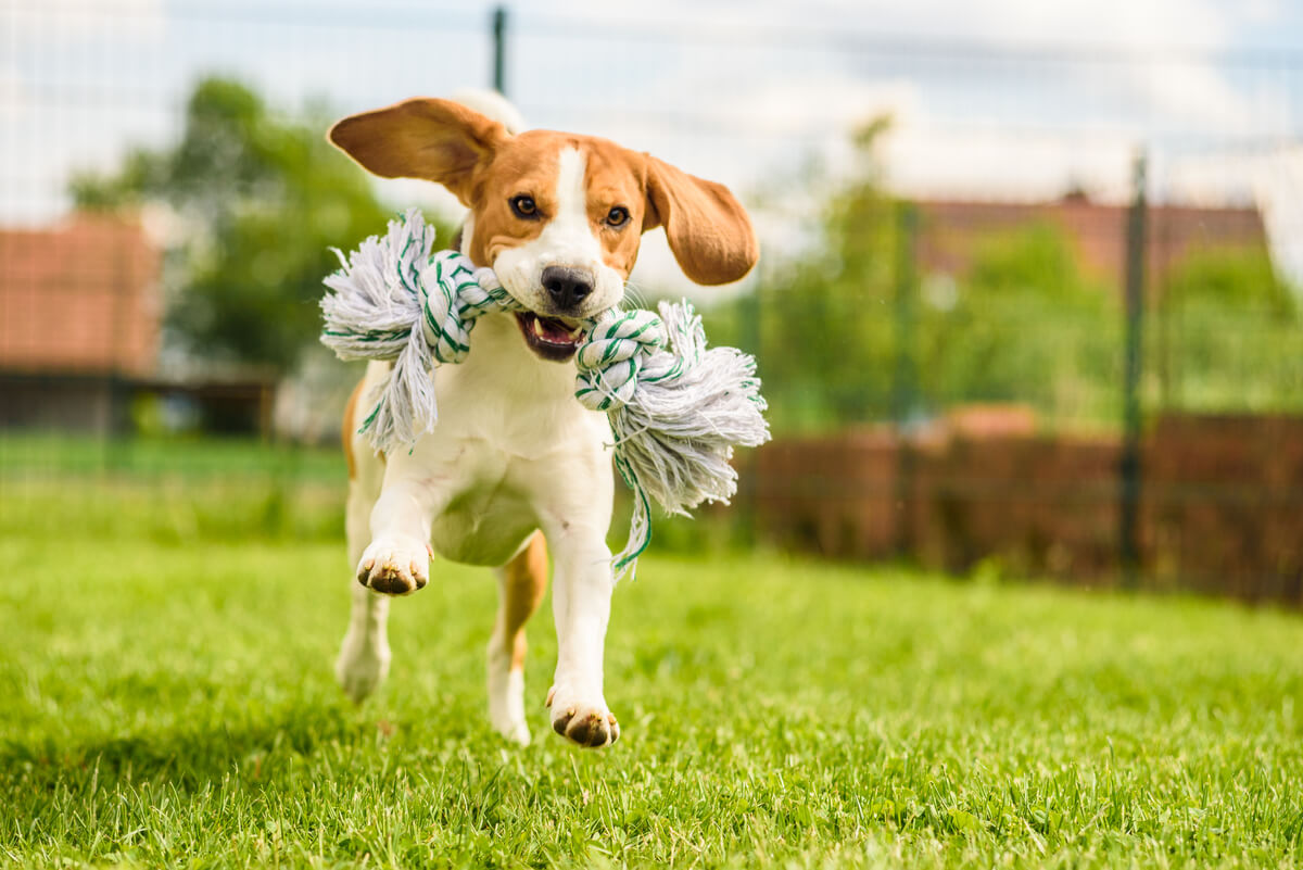 Un beagle corriendo con un juguete.