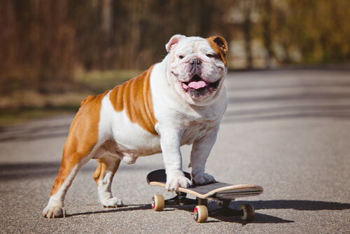 Bulldog en patinete
