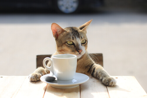 El café es una de las sustancias comunes que pueden afectar a tu gato