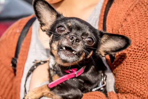Caída de dientes en el perro