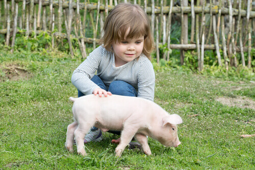 Cerdo y niña