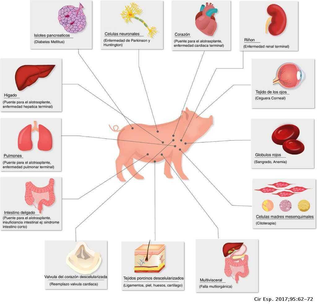 Los cerdos y los xenotrasplantes