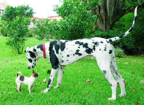 Chihuahua y dálmata