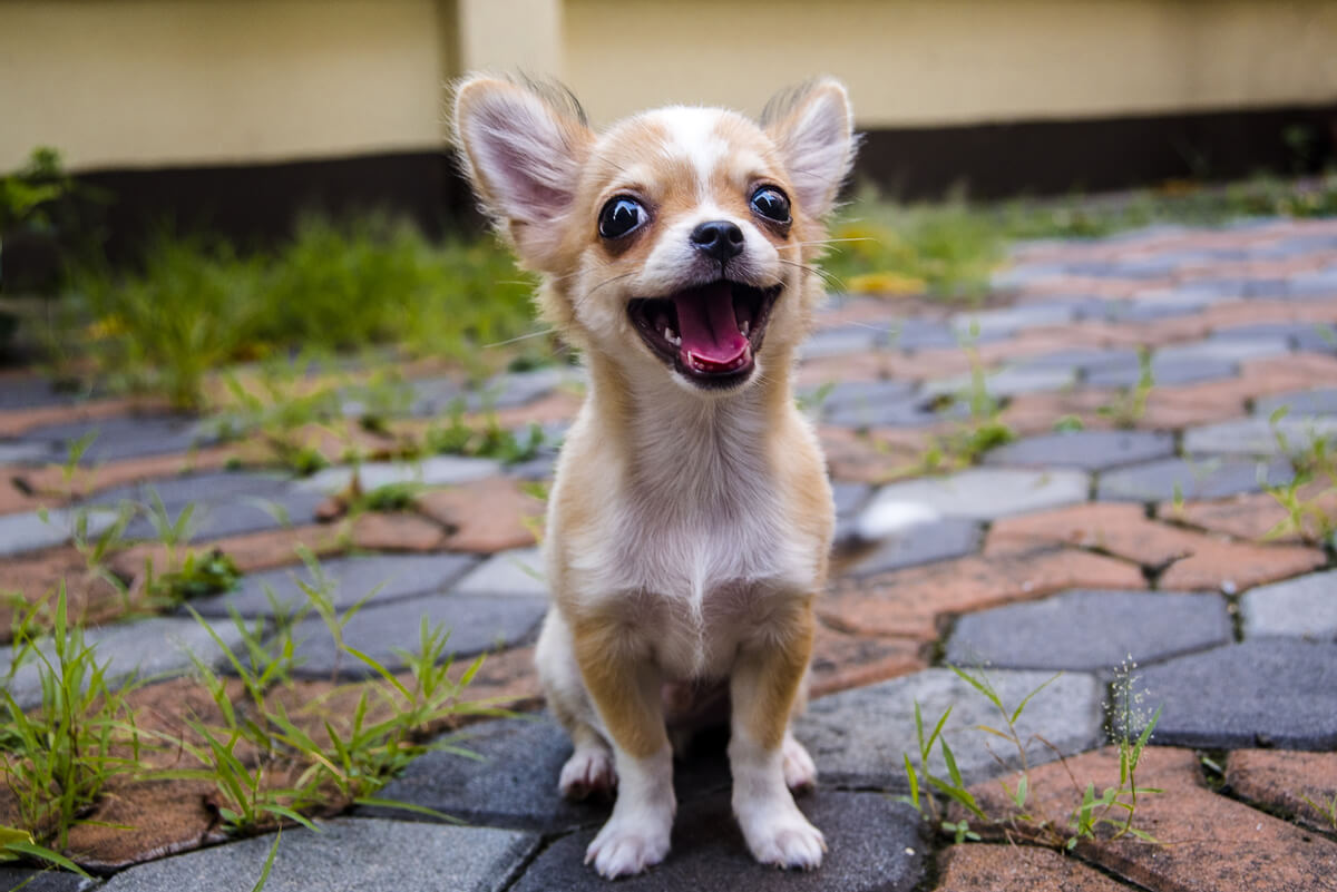 El chihuahua es de las razas de perro más difíciles de adiestrar.
