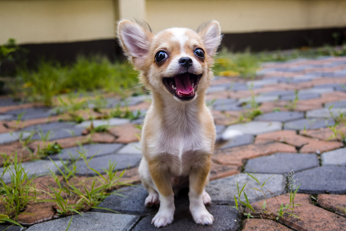 ¿A qué edad un perro chihuahua deja de crecer?