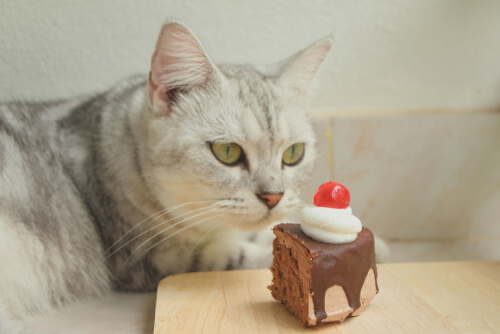 El chocolate es una de las sustancias comunes que pueden afectar a tu gato