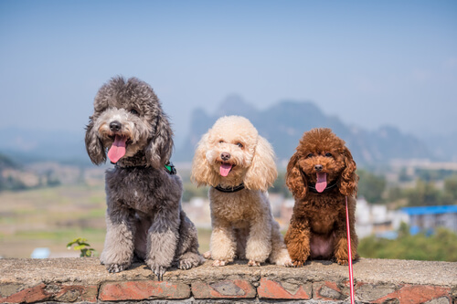 Variedad de colores en el poodle