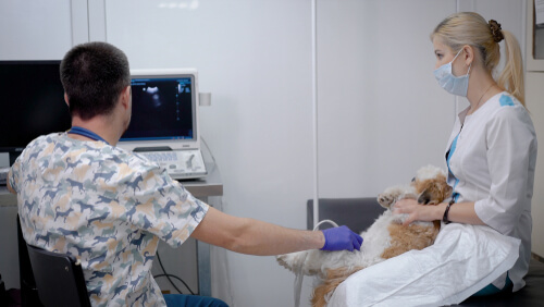 Recherche d'hémorragie interne chez le chien.