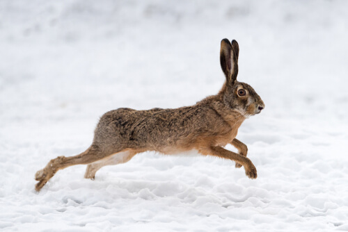 Conejo corriendo en la nieve