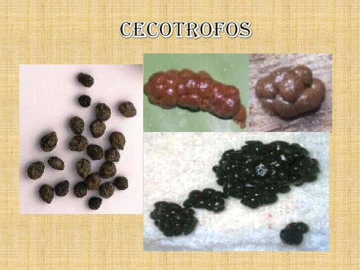 Los conejos se comen sus propios excrementos, los cecotrofos
