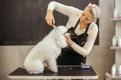 Cortando el pelo a un caniche