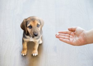 ¿Por qué nunca debes dar paracetamol a tu perro?