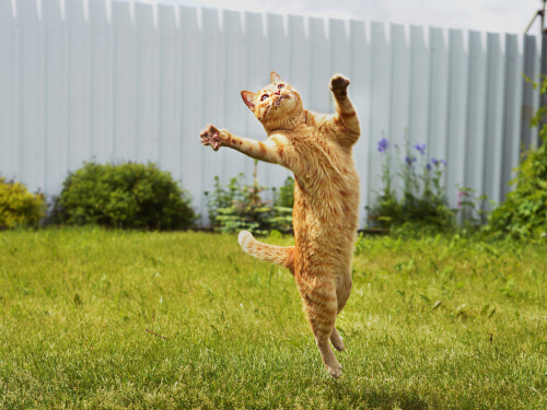 Demostración de que los gatos son tan ágiles y flexibles