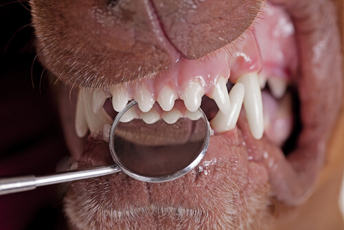Dentadura de un perro