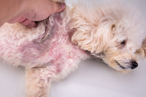 Dermatitis en perros