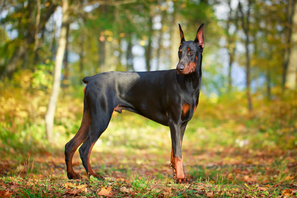 Un perro Doberman pinscher.