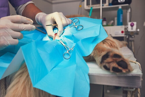 Extirpación del hemangiosarcoma en perros