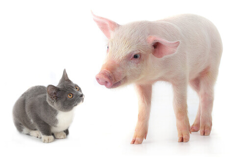Gato y cerdo
