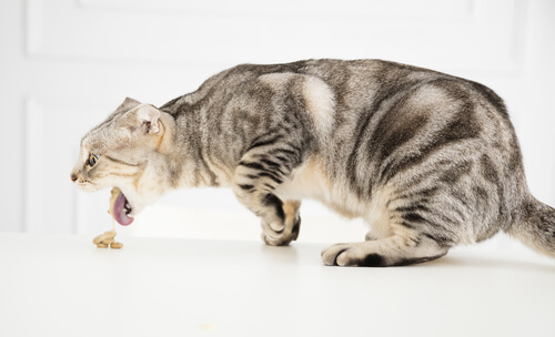 Causas de los vómitos agudos en gatos