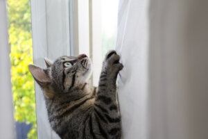 ¿Por qué los gatos son tan ágiles y flexibles?