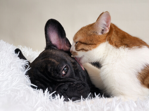 Gato lame a un perro