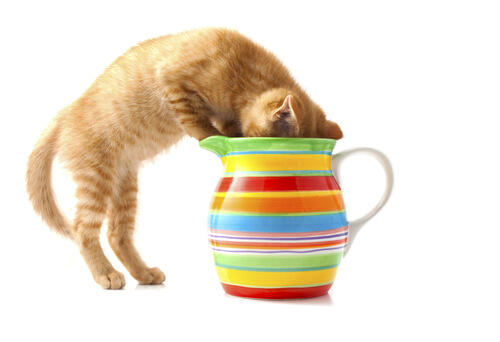 7 sustancias comunes que pueden afectar a tu gato