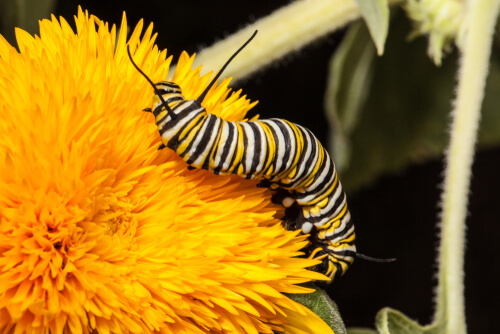 Gusano de mariposa monarca.