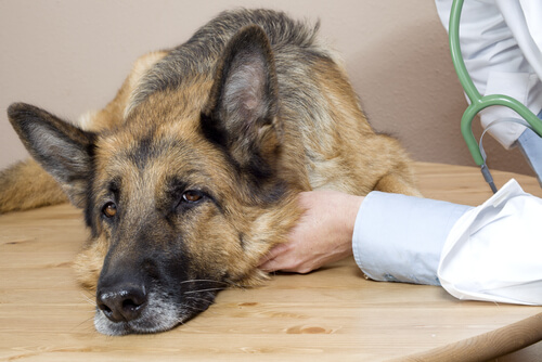 Hemangiosarcoma en perros pastor alemán