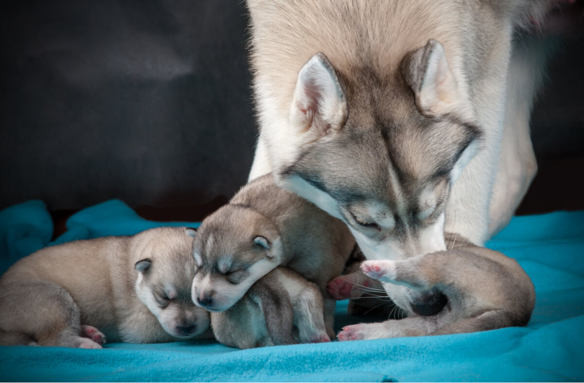 Una hembra de Husky siberiano está acicalando a sus crías.