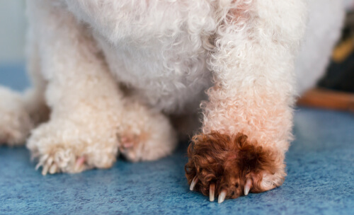 Hongos en la pata por dermatitis por Malassezia en perros