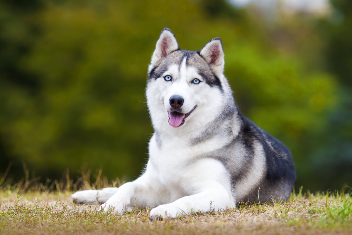 Un huksy siberiano que está corriendo.