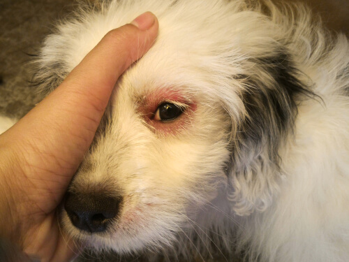 Infecciones oculares en perros