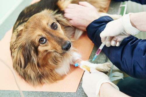 Inyección a un perro en el veterinario