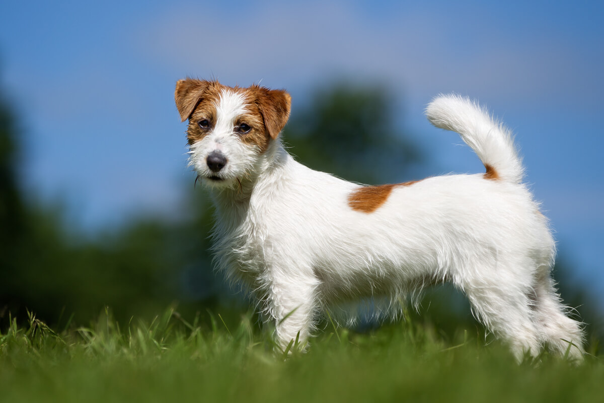Un perro Jack russell terrier.