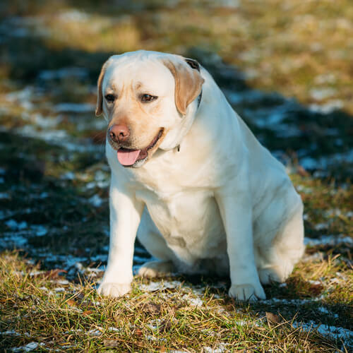 Labrador retriever con sobrepeso