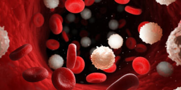 Leucemia aguda en perros: ¿cómo identificarla?