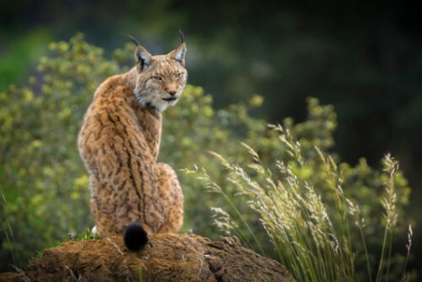 Que Es Un Centro De Recuperacion De Animales Silvestres Mis Animales