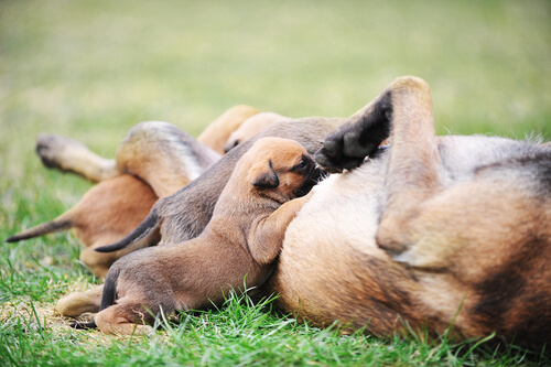 Mortalidad neonatal en cachorros