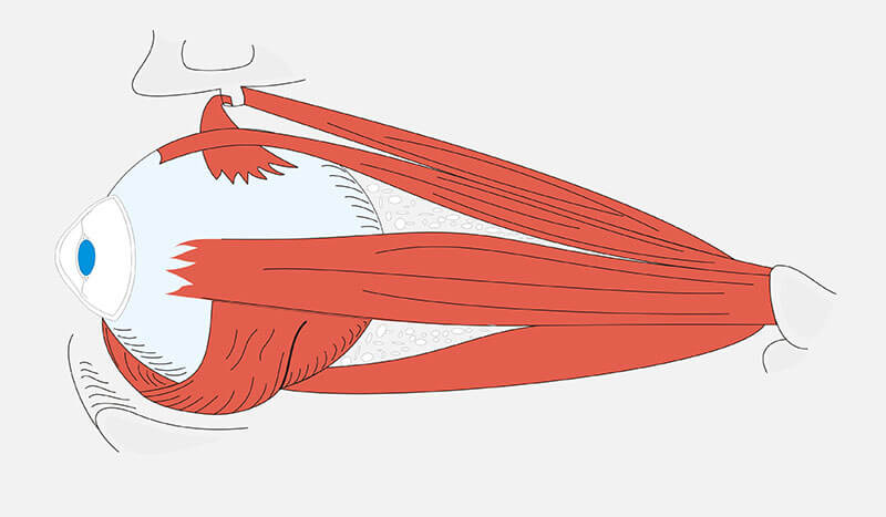 Músculos del globo ocular