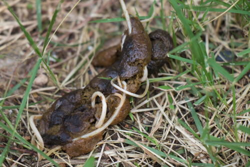 Nematodos en el excremento