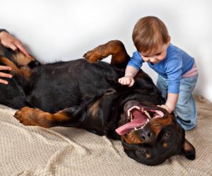 ¿Los rottweiler se comportan bien con los niños?