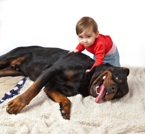 Niño con rottweiler tumbado