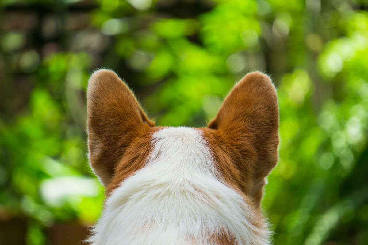 Las orejas de un perro de espaldas.
