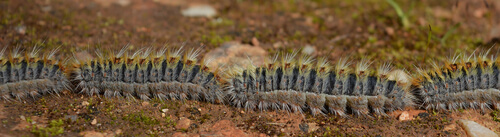 Thaumetopoea pityocampa.