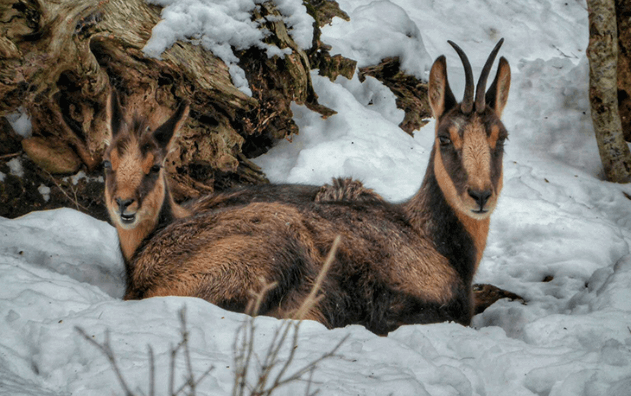 Sarrio, el rebeco de los Pirineos