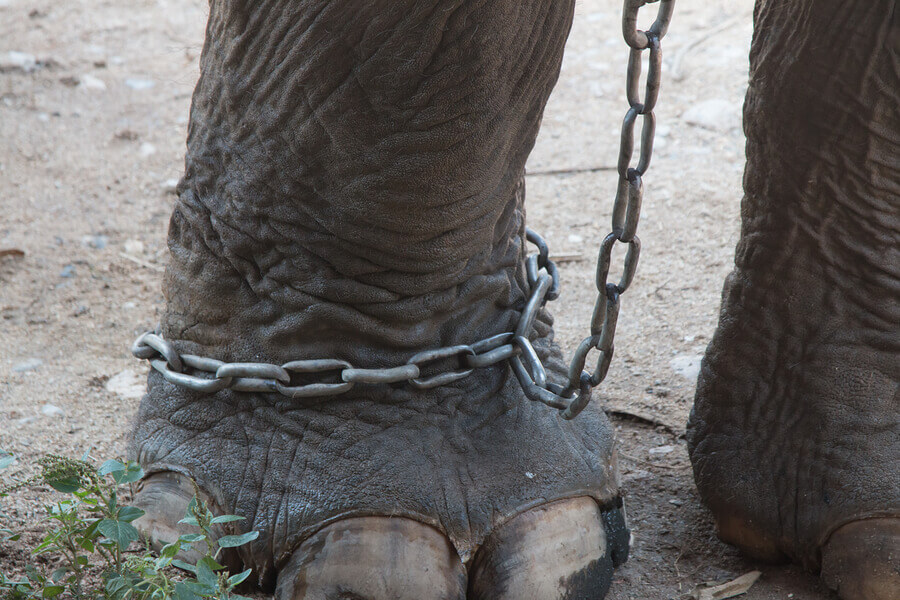 Pata de elefante con cadena representa el maltrato animal